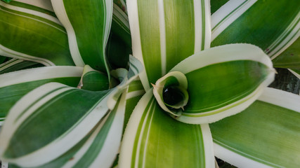 Close up tropical leaves, abstract green leaves texture, nature background