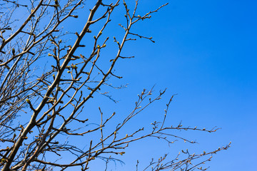 branches and crowns of trees on a background of spring blue sky