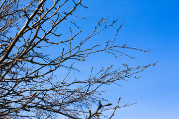 branches and crowns of trees on a background of spring blue sky