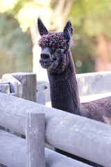 alpaca looking over the fence
