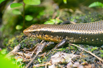 lizard in the grass