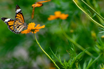 butterfly on flower