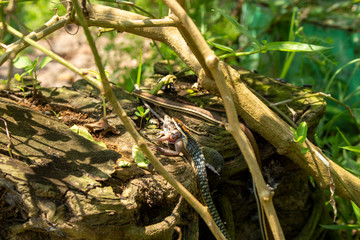 Successful hunting snakes 