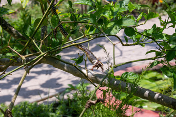 Successful hunting snakes 