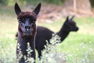 two alpacas in a field, one looking directly at camera