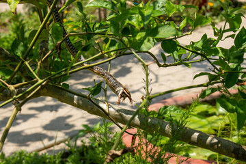 Successful hunting snakes 