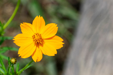 yellow flower on green background