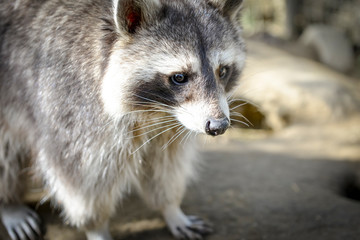 gros plan d'un mignon raton laveur à l'extérieure