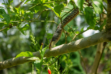Successful hunting snakes 