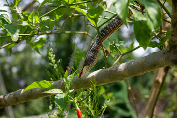 Successful hunting snakes 