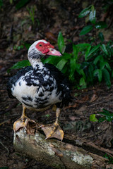 white duck on the ground