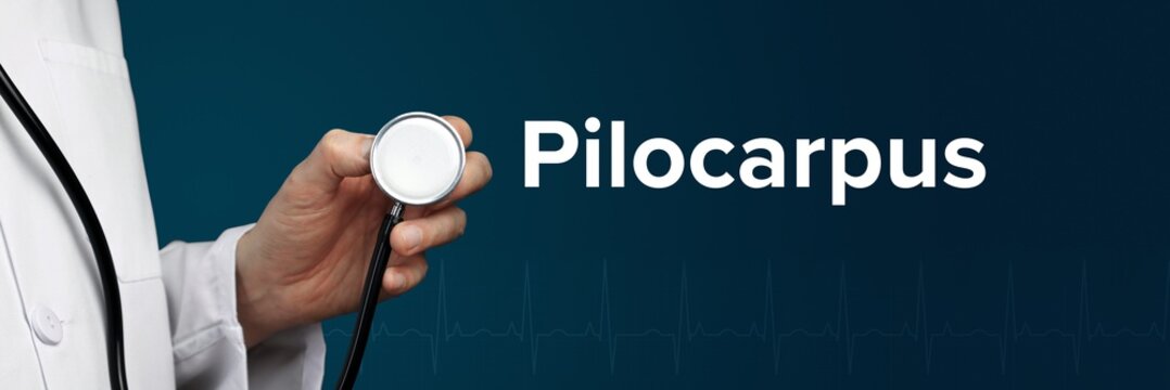 Pilocarpus. Doctor in smock holds stethoscope. The word Pilocarpus is next to it. Symbol of medicine, illness, health