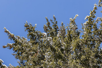 Branches of fir tree in the park in winter on a blue sky background in sunny day