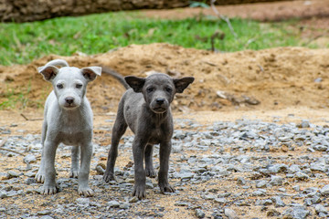 Puppies playing