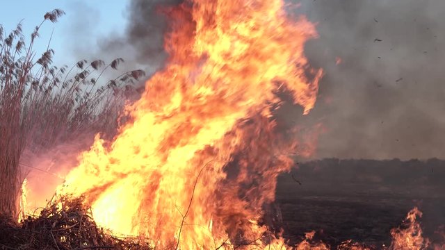 Nature burns, bushes, tree branches,green grass, dry reeds burns with a powerful flame in a fraction of a second, dark blue balls of smoke rise. The concept of summer fires, nature in danger, dark