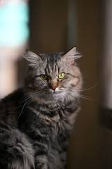 Main coon cat sitting on table and staring to the camera over orderly living room as background. A pet in home concept.