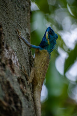 Blue crested lizard vietnam