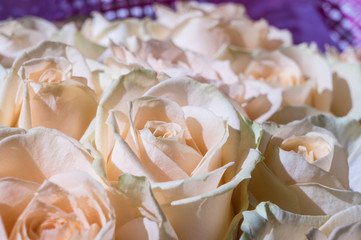 close-up of delicate pink and white roses in a bouquet of white roses for a special day in purple paper