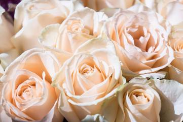 close-up of a pink and white rose in a bouquet of white roses for a special day