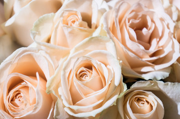 close-up of a delicate pink and white rose in a bouquet of white roses for a special day
