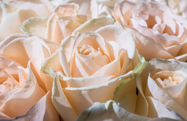 close-up of a delicate pink and white rose in a bouquet of white roses for a special day