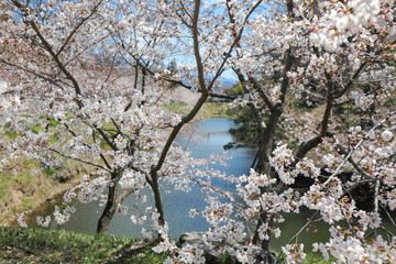 上田城跡公園 お堀の桜
