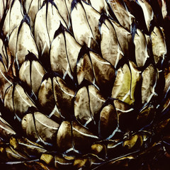 Abstract close up details of the petals of a Protea plant