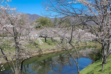 上田城跡公園 お堀の桜
