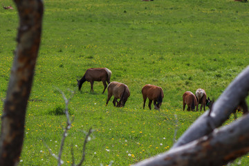 Naklejka na ściany i meble A herd of elk grazing on a lush green field. High quality photo