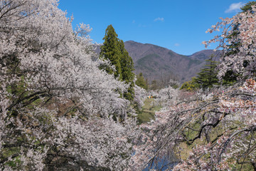 上田城跡公園 お堀の桜