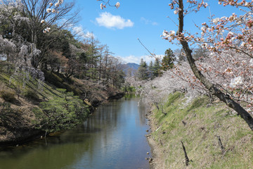 上田城跡公園 お堀の桜