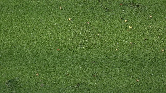 Background of green duckweed on pond abstract 4K
