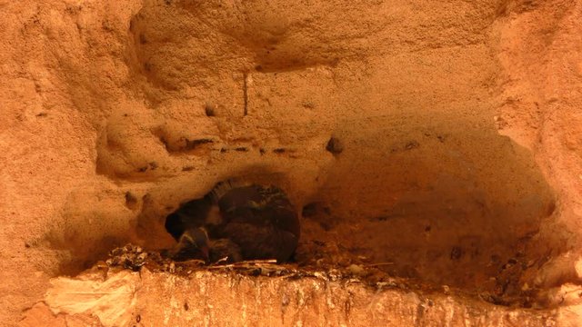 Pigeon's nest in the ruins of the royal tomb necropolis. Filmed on the territory of the park Royal Tombs, near Paphos, Cyprus.