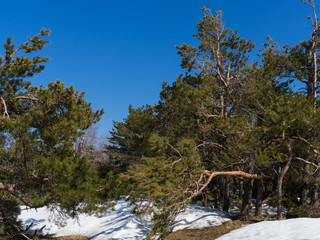 Image of pines on a mountain plateau.