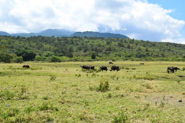 Naklejka na ściany i meble Buffaloes grazing in the wild, Arusha National Park, Tanzania