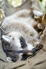 gros plan d'un mignon raton laveur à l'extérieure monter sur arbre