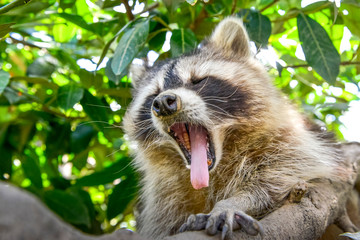 gros plan d'un mignon raton laveur à l'extérieure monter sur arbre