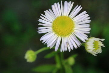 Obraz premium The white daisy and the unopened bud.
