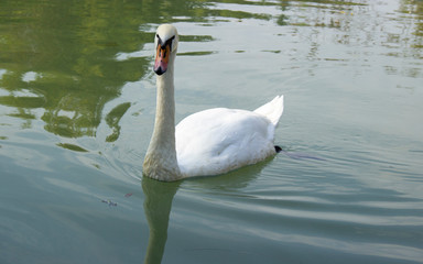 beautiful white swan swimming in the lake on a summer day