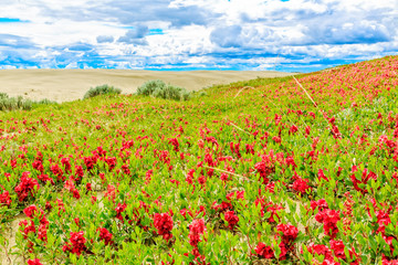 Pink Flowers by a Sand Dune