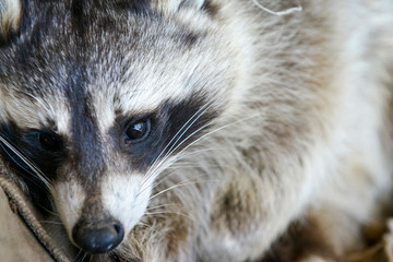gros plan d'un mignon raton laveur à l'extérieure monter sur arbre © Guillaume Leray