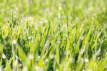 spring blurred lawn with grass and dew drops
