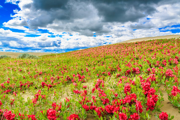 Pink Flowers by a Sand Dune