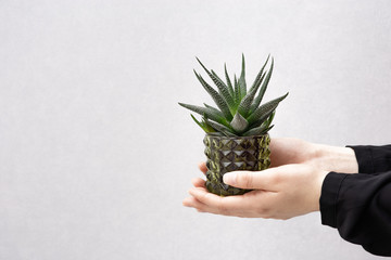 Evergreen succulent haworthia in glass pot in woman hands. Home plant cactus in small flower pot....