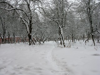 Obraz premium Winter