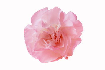 Naklejka premium 카네이션 꽃