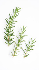 Green rosemary plant on a white background.
