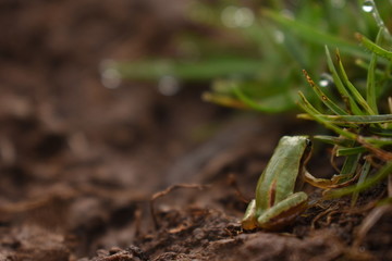 frog posing on earth
