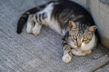 Beautiful cute cat laying down