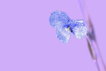 blue flower with dew drops on a purple background